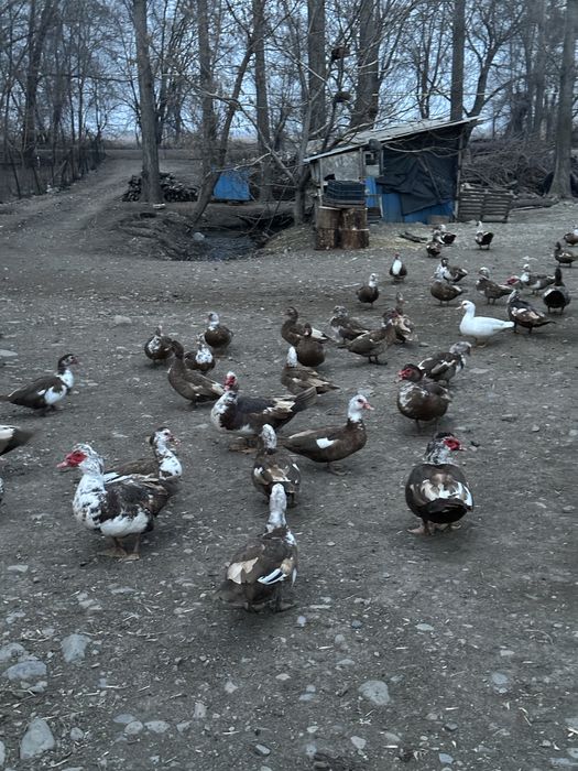 Продаются утки.