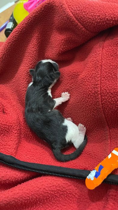 Срочно котенок помощь