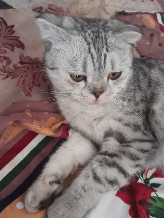 Кошечка скоттш фолд