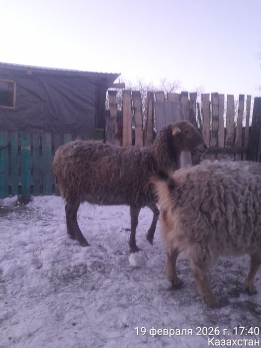 Продам крупную овечку