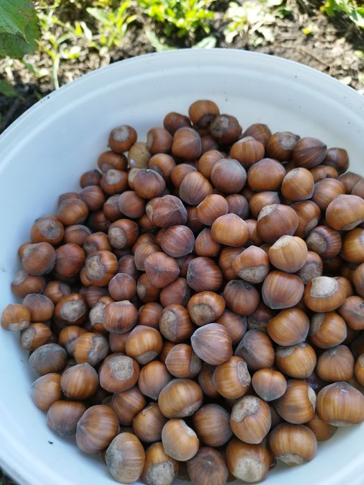 Alune de pădure,bio