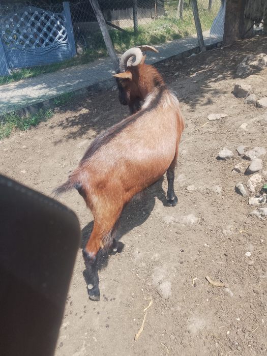Vând țap alpin francez