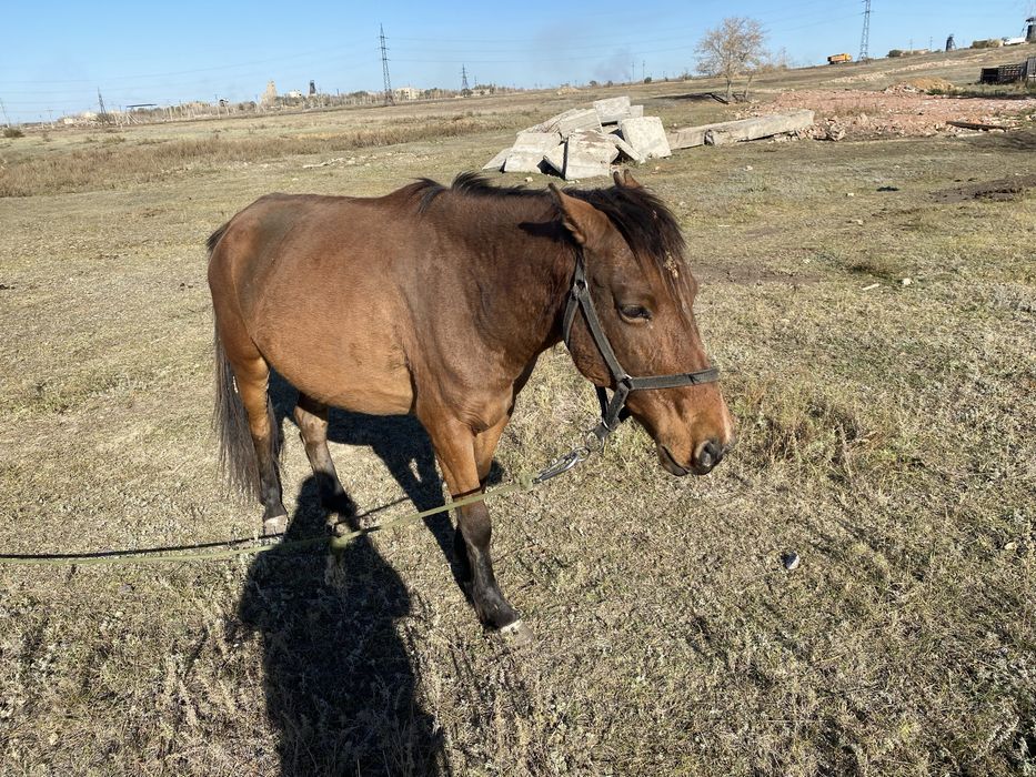 Продам кабылу 8 летка