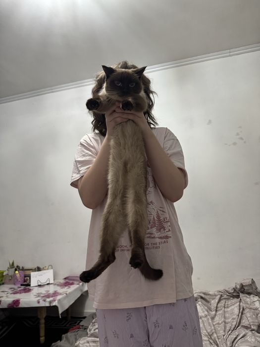 Нужен кот на вязку срочно