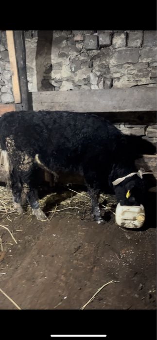 Баспак сатылады.