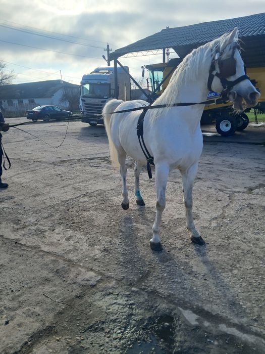 Cal Arab, vârsta de 11 ani