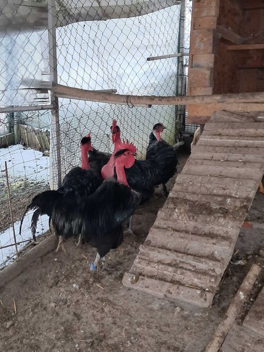 Cocoși Găt golaș de Transilvania