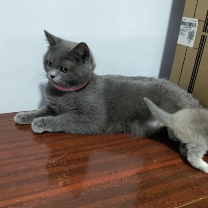 Скоттиш страйт киз бола