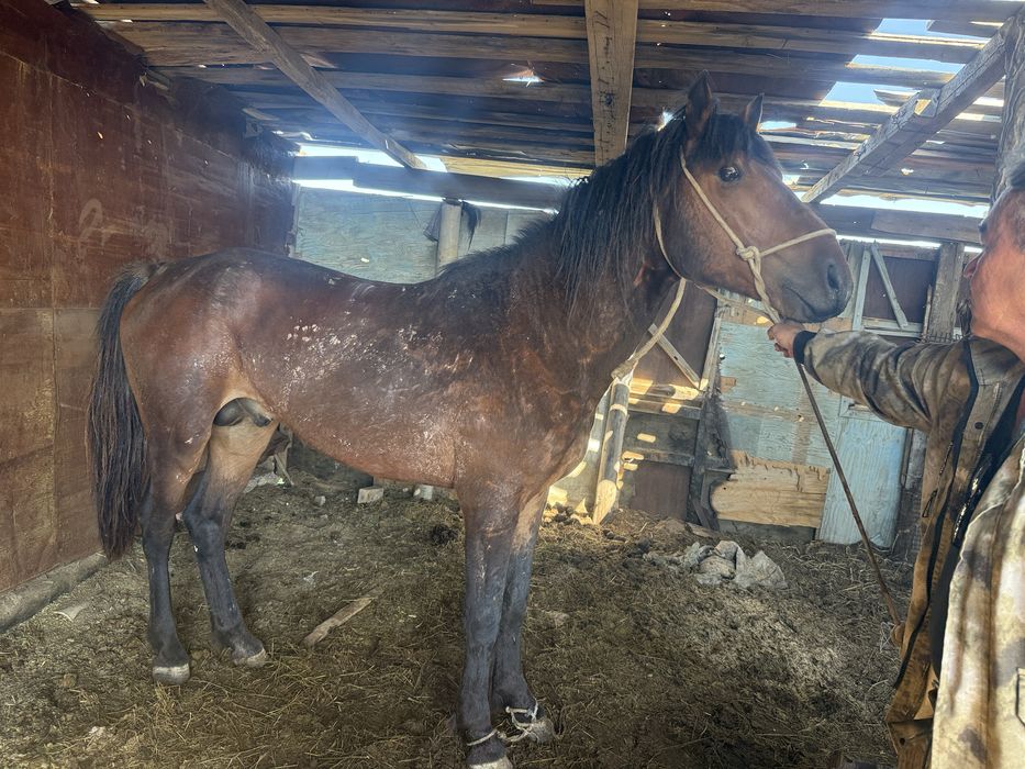 5 жасар Айғыр жуас