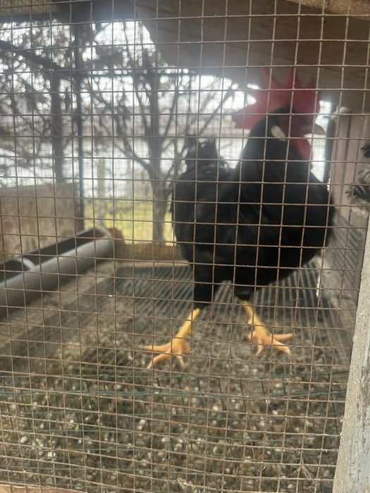 Cocosi rasa italiana