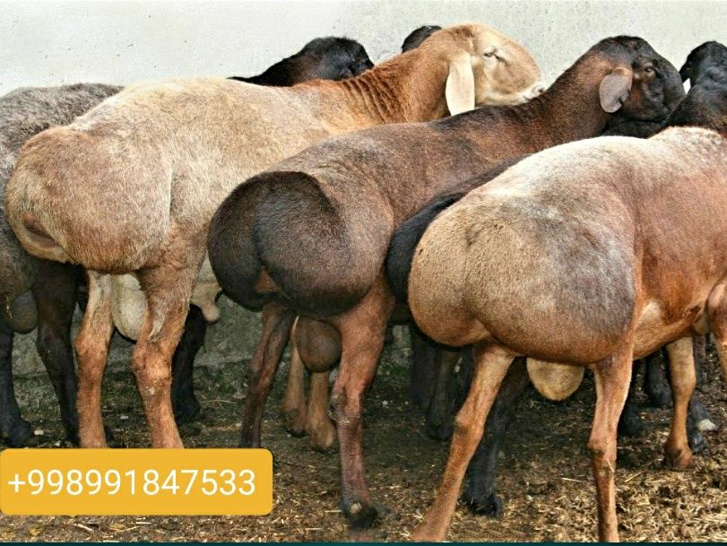 Qassob servis,Salom  Azizlar ko'rib turganizday sog'lom boqilgan q