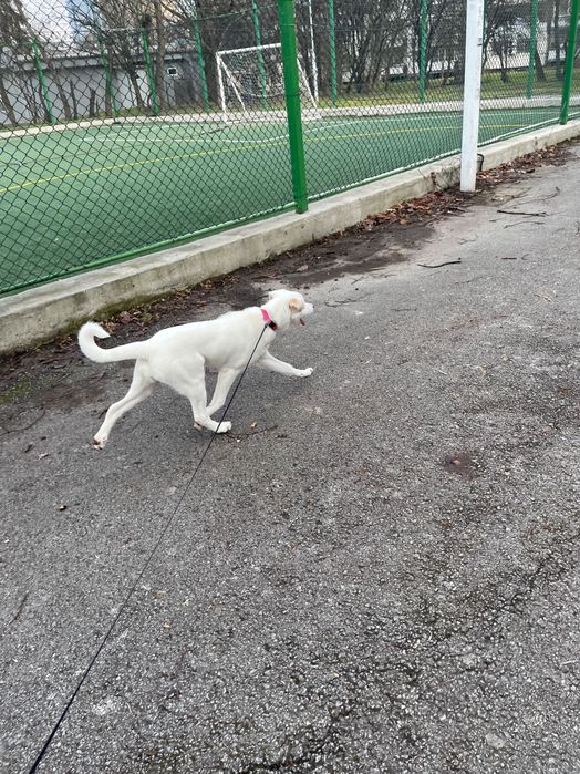 Търси се нов дом за прекрасната Аура (4 м.)