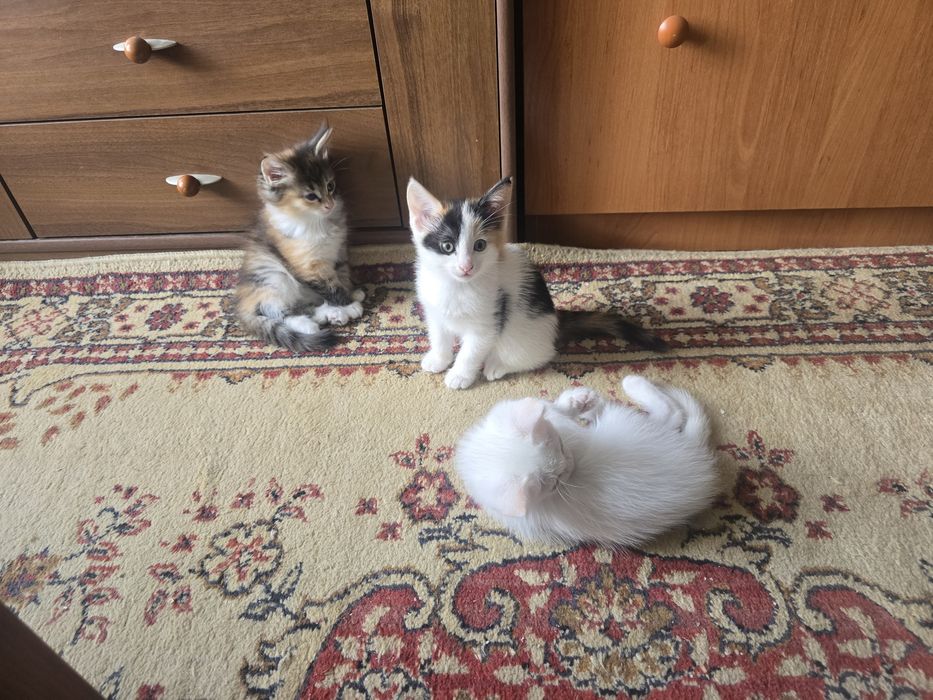 Котята в добрые руки