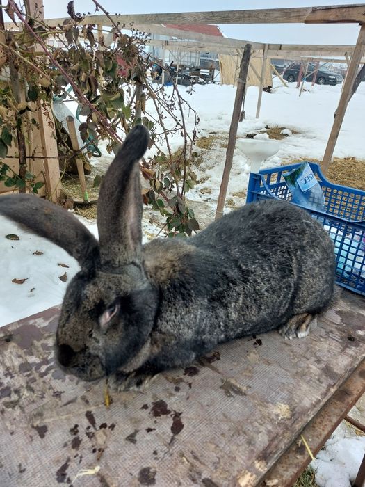 Vând iepuroica Uriaș German