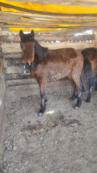 Продам жабагы откормленные