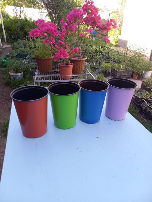 БУГЕНВИЛИЯ в горшках