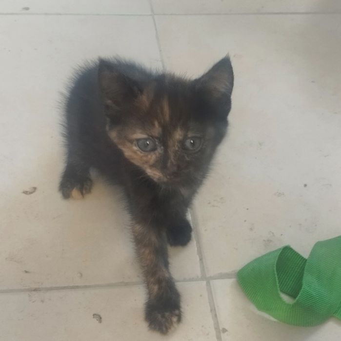 котенца от Созопол