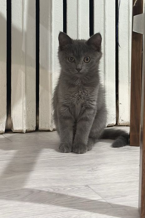 ОТДАМ КОТЕНКА  в добрые руки