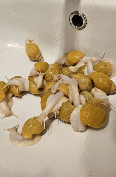 Улитки ахатины родация альбино