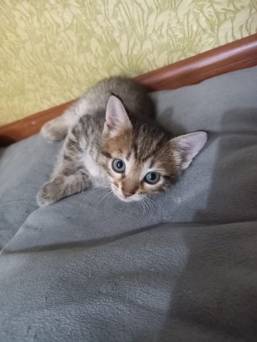 Котята отдам в добрые руки