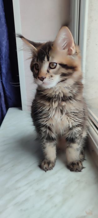 Продам  котенка мальчика Мейн-Кун.