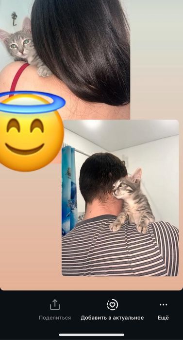 отдам котенка в добрые руки