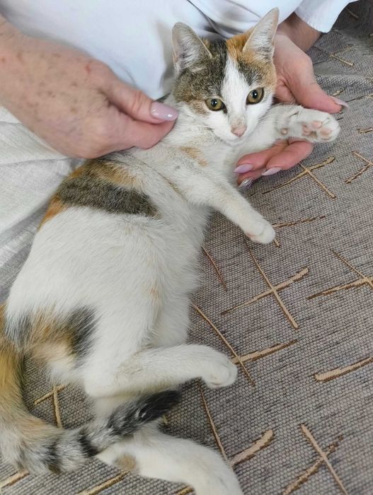 Pui de pisică își caută o familie iubitoare!