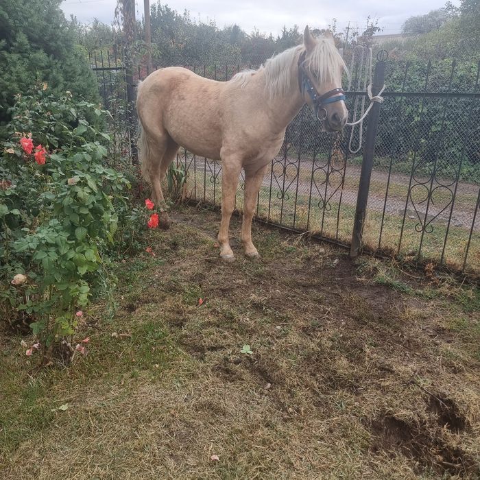 Спартак жеребчик ,4 года продаётся