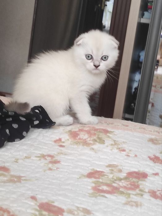 Котята породистые