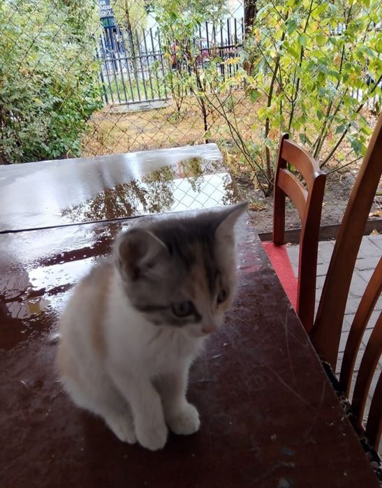 КОТЁНОК ищем дом!