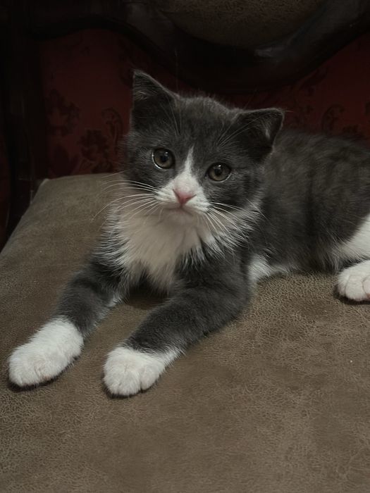 Mushuk sotiladi (American Shorthair 3 оylik ogil awilli soglom