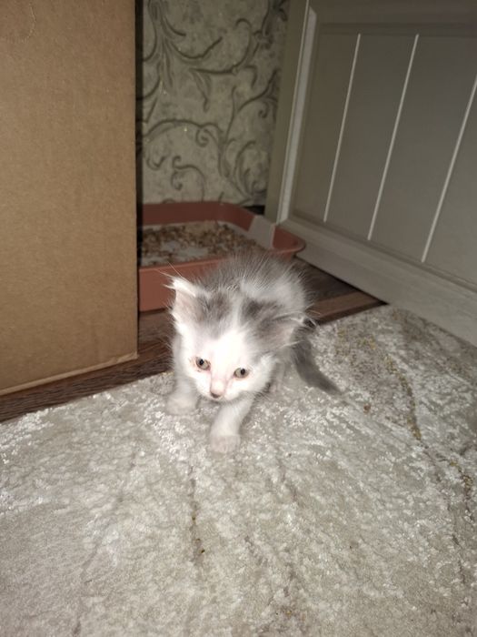 Дарю котят бесплатно