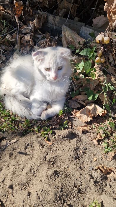 Отдам котят бесплатно