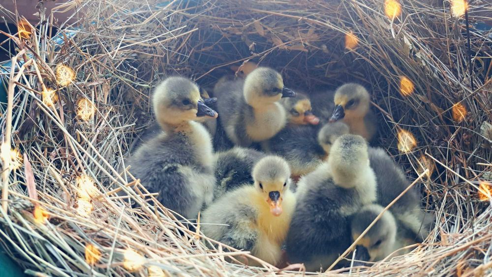 Boboci si oua de incubat