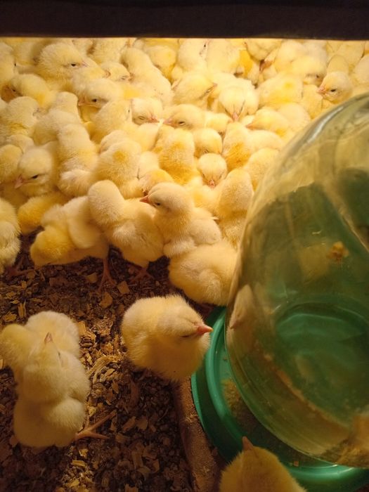 Продам суточный бройлер
