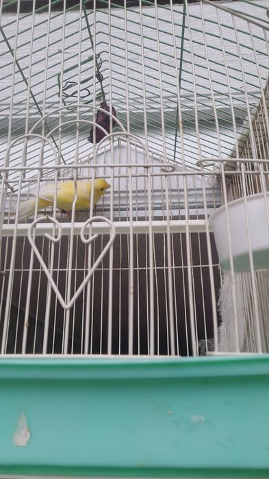 Kanareyka 600mingdan kelishtriladi