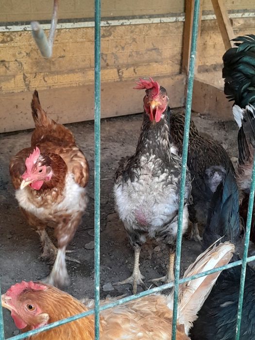 Honadon tovuqlari sotiladi