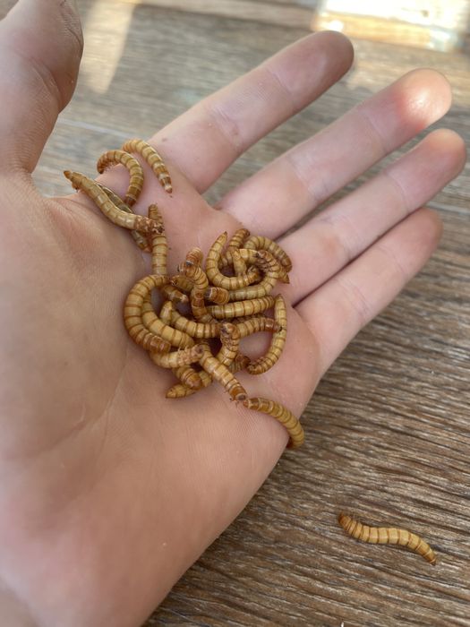 Продам мучного червя