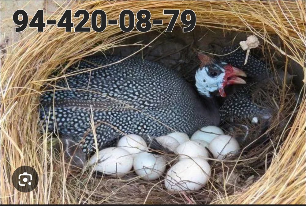 Яйцо для здаровью