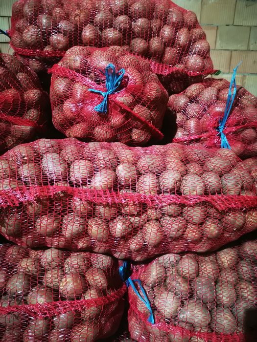 Cartof de sământă roși si albi!