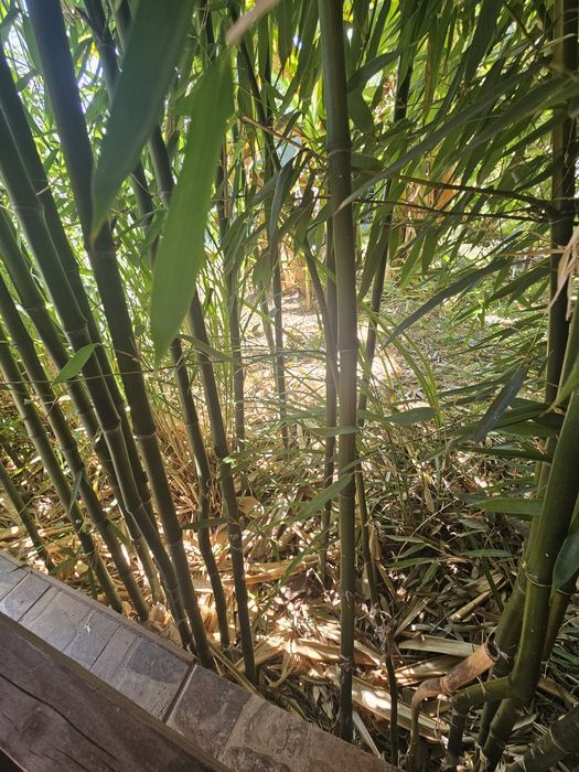Bananieri / Bambus ornamental