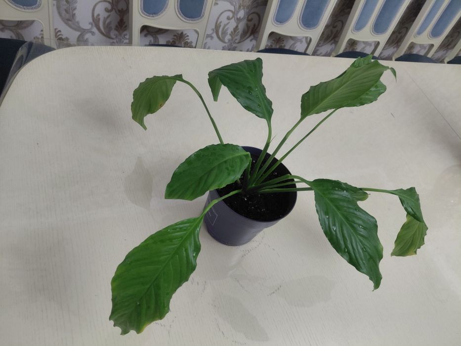 Комнатное растение