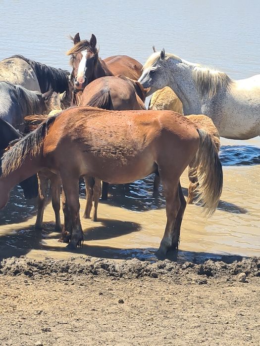 Продам кобылу 5 лет белая 2шт