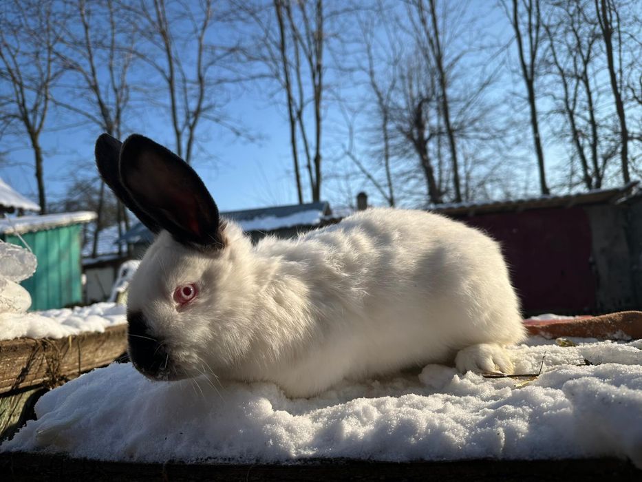 Femela californian 3 luni