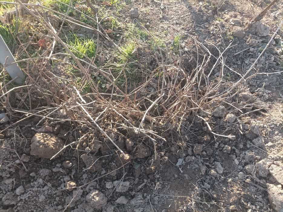 Uzum kuchat sotiladi.