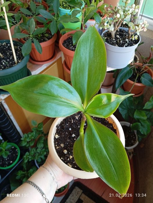 Продам комнатные растения