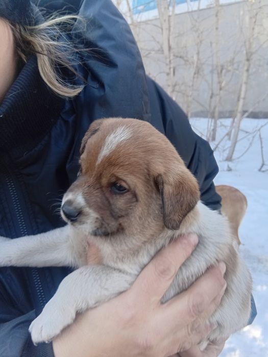 Малыши  ищут дом