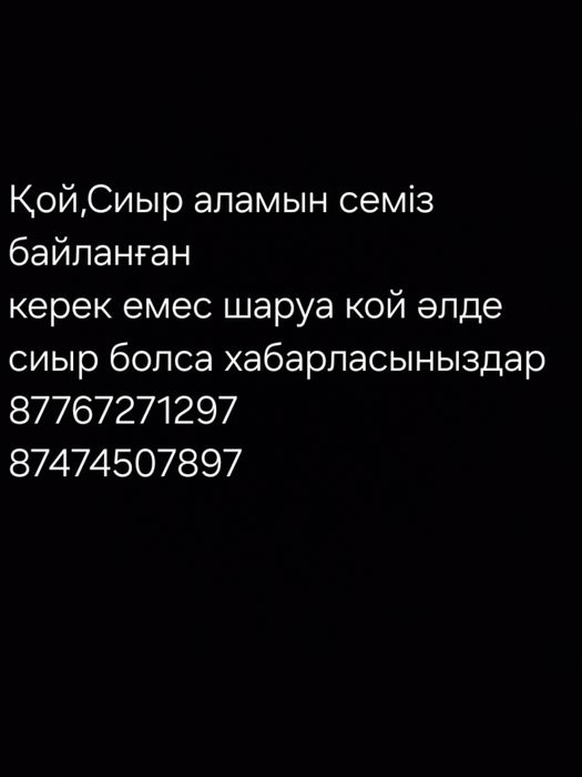 Бараны и овцы прир