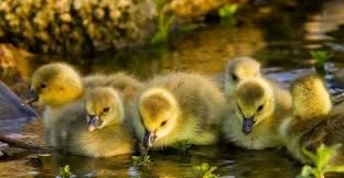 Продаются гусята