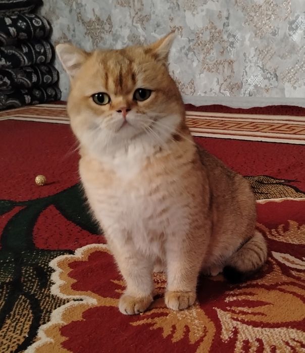 Zolotoy shinshila Vyazka chista krov